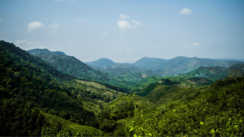 MiyazakiWhisky.Osuzuyama